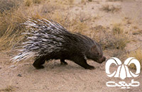 گونه تشی Indian Crested Porcupine